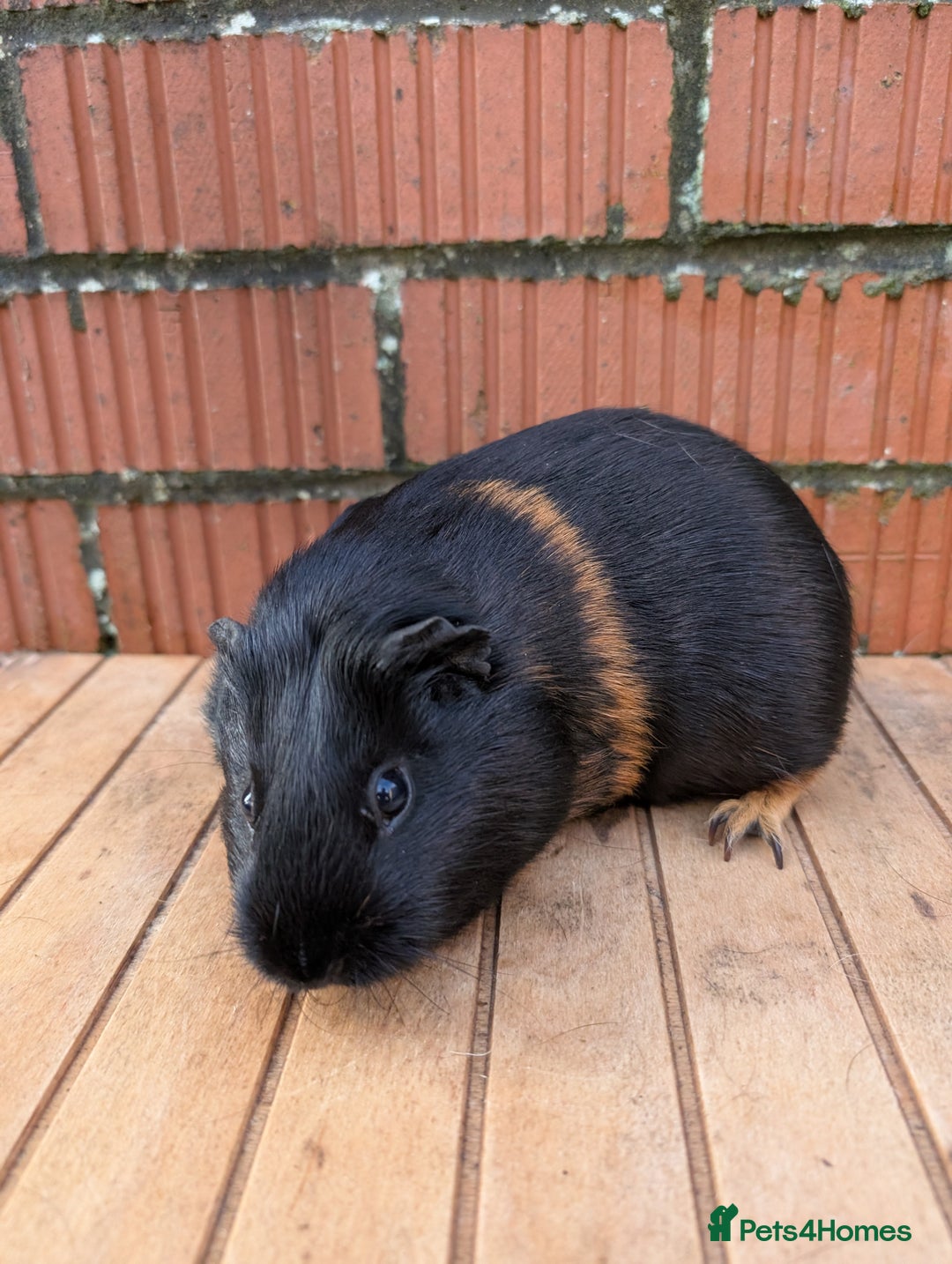Guinea Pig rodents for sale: Guinea pig sows looking for new homes  - Advert 2