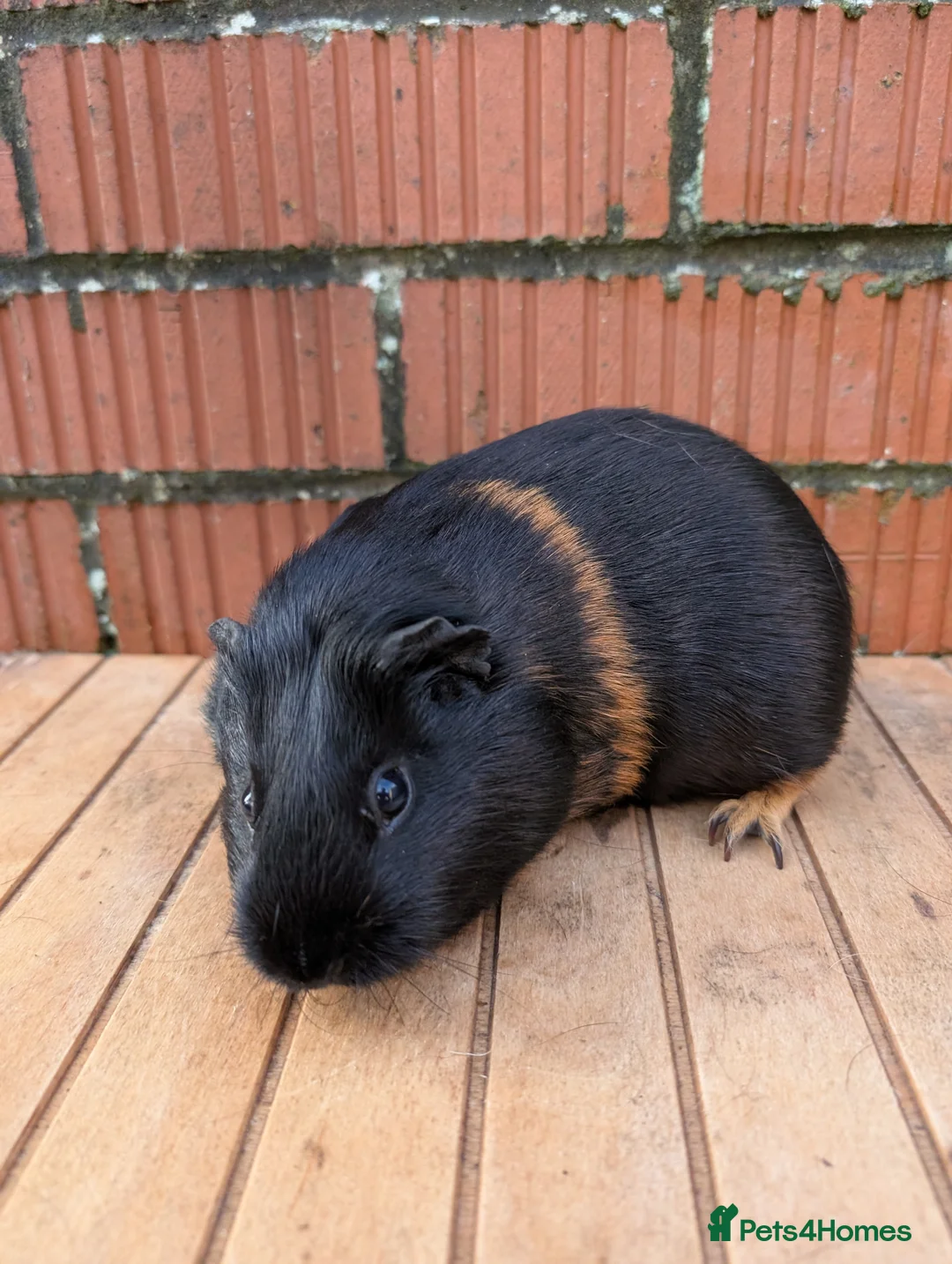 Guinea Pig rodents for sale: Guinea pig sows looking for new homes  - Advert 1