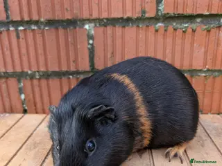 Guinea Pig rodents Guinea pig sows looking for new homes - Advert 3