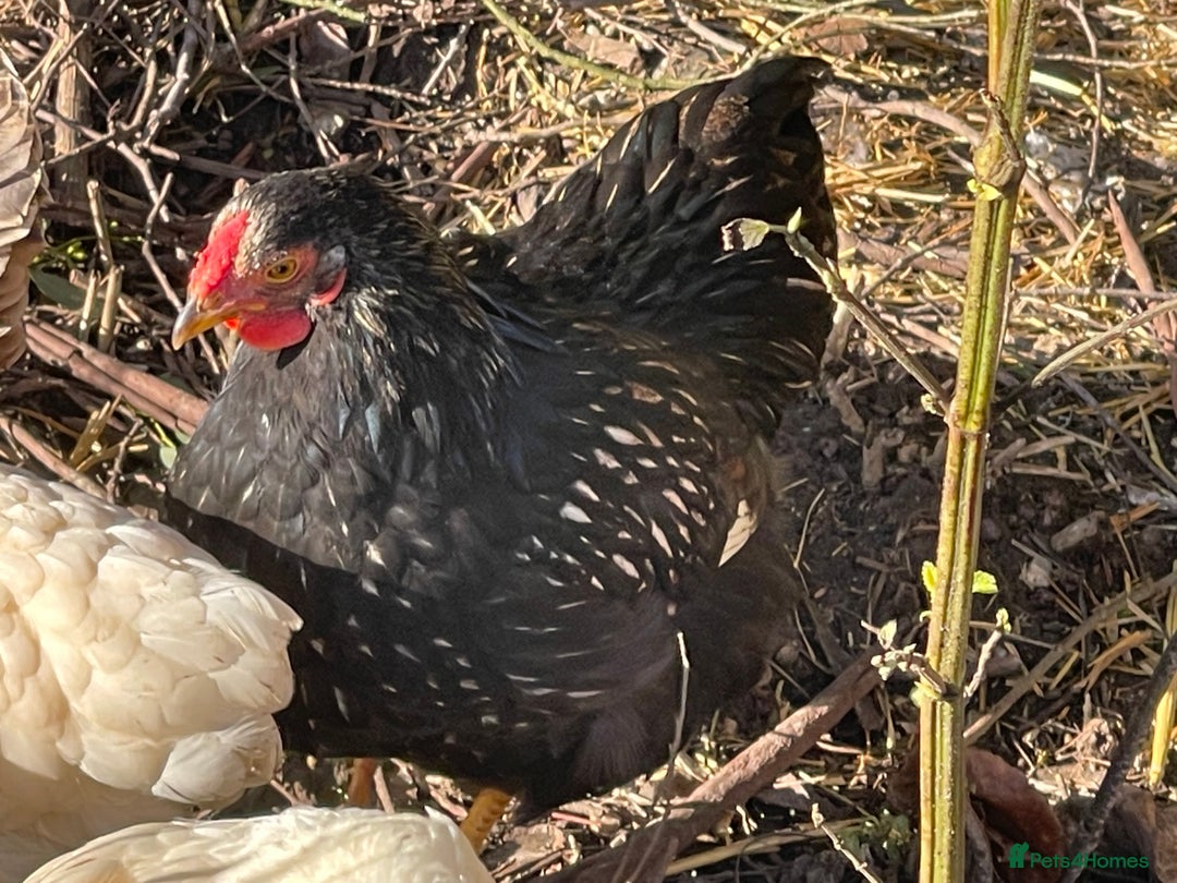 Chickens poultry for sale: BANTAM WYANDOTTE HENS, HATCHED SUMMER ‘25 - Advert 10