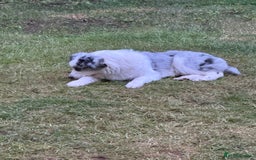 Australian Shepherd dogs for sale: Misty - Image 4