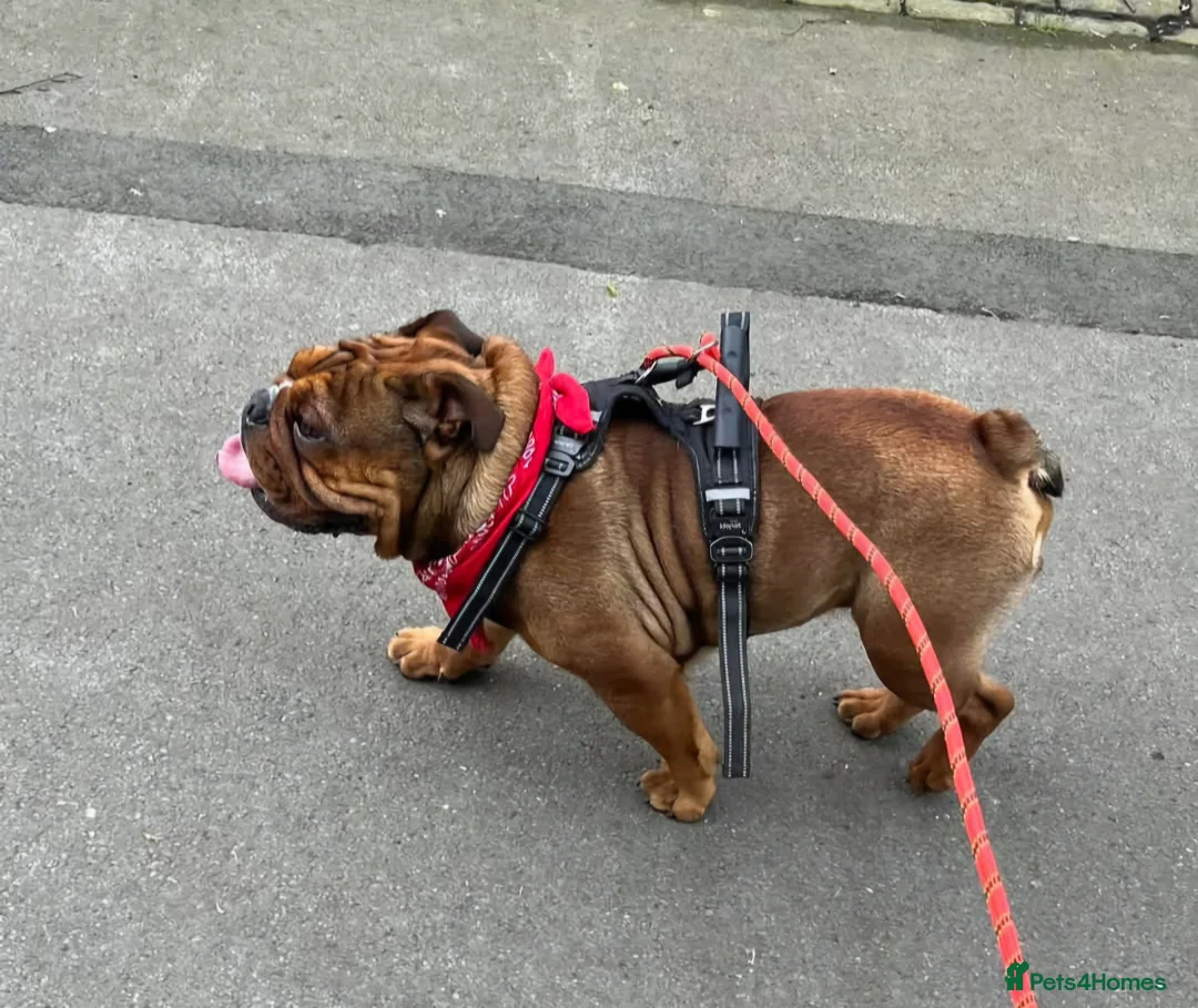 English Bulldog dogs for stud: Kc registered Choc sable EBD STUD ONLY in Bradford - Advert 16