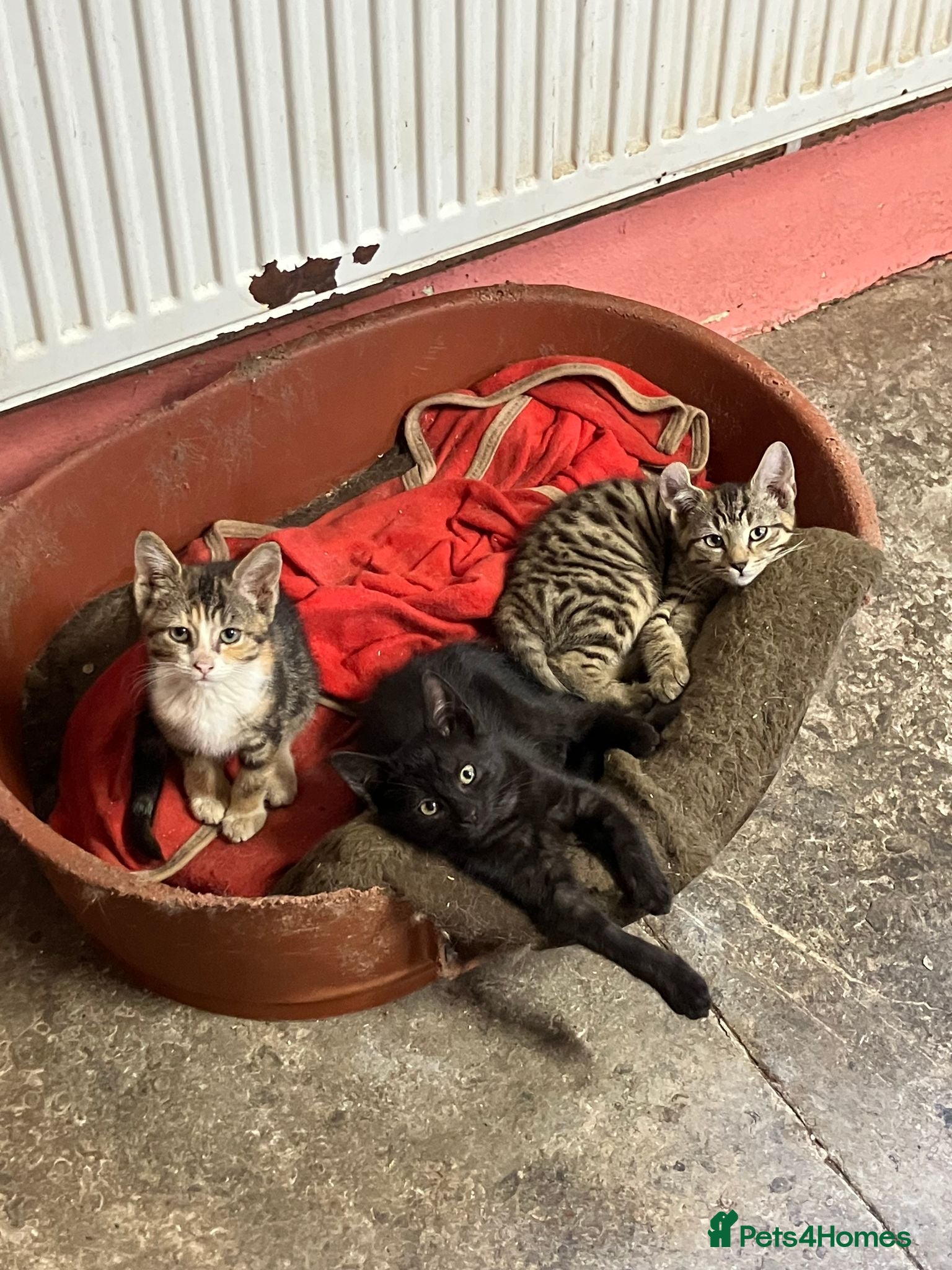 Mixed Breed cats Stunning kittens. Black boys £50 each - Advert 1