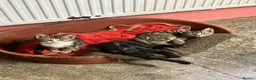 Mixed Breed cats for sale: Stunning kittens. Please make an offer - Advert 1