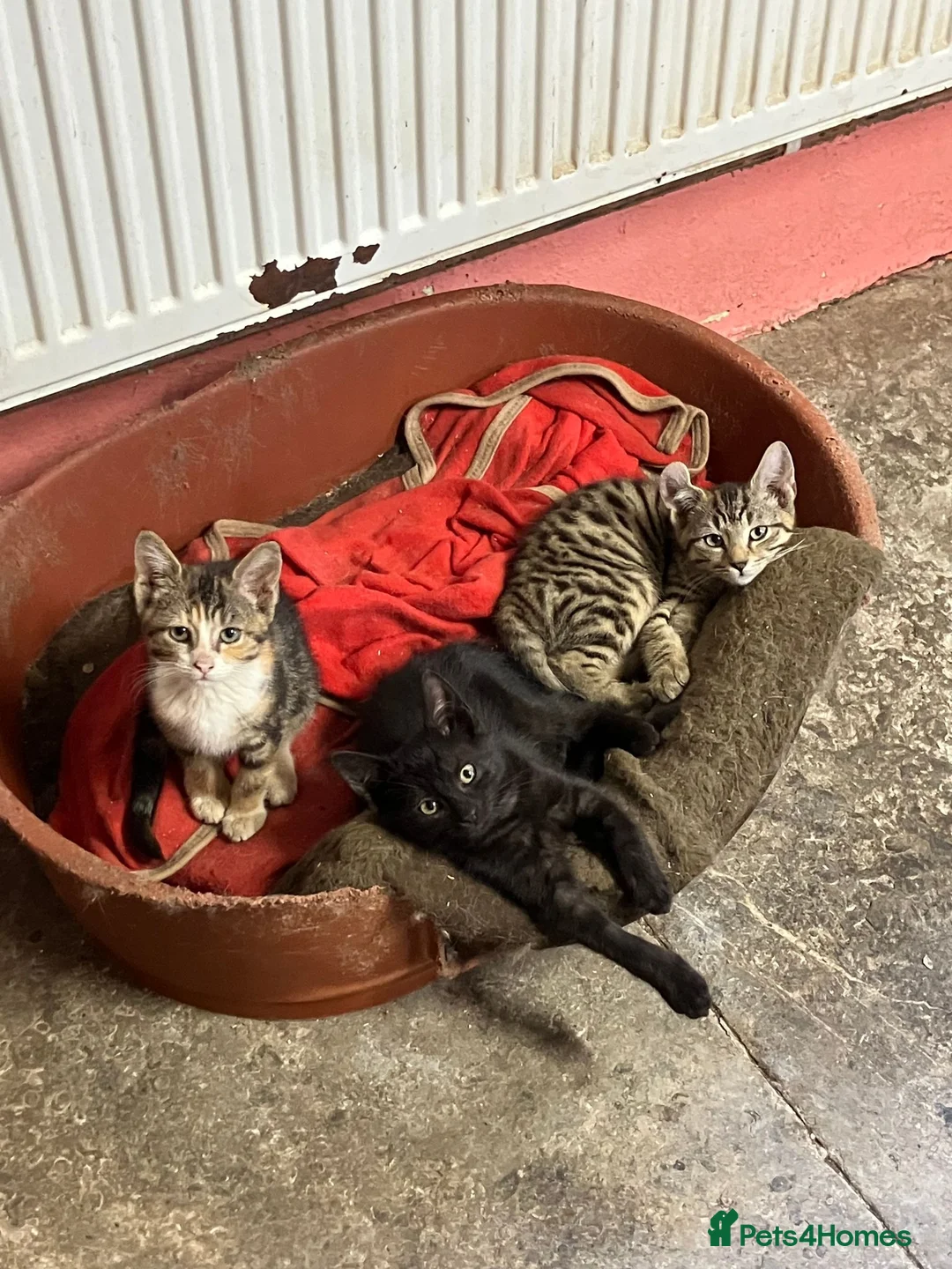 Mixed Breed cats for sale: Stunning kittens. Please make an offer - Advert 1