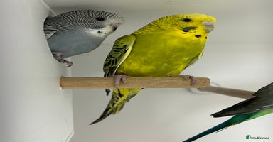 Budgerigars birds - Advert 14