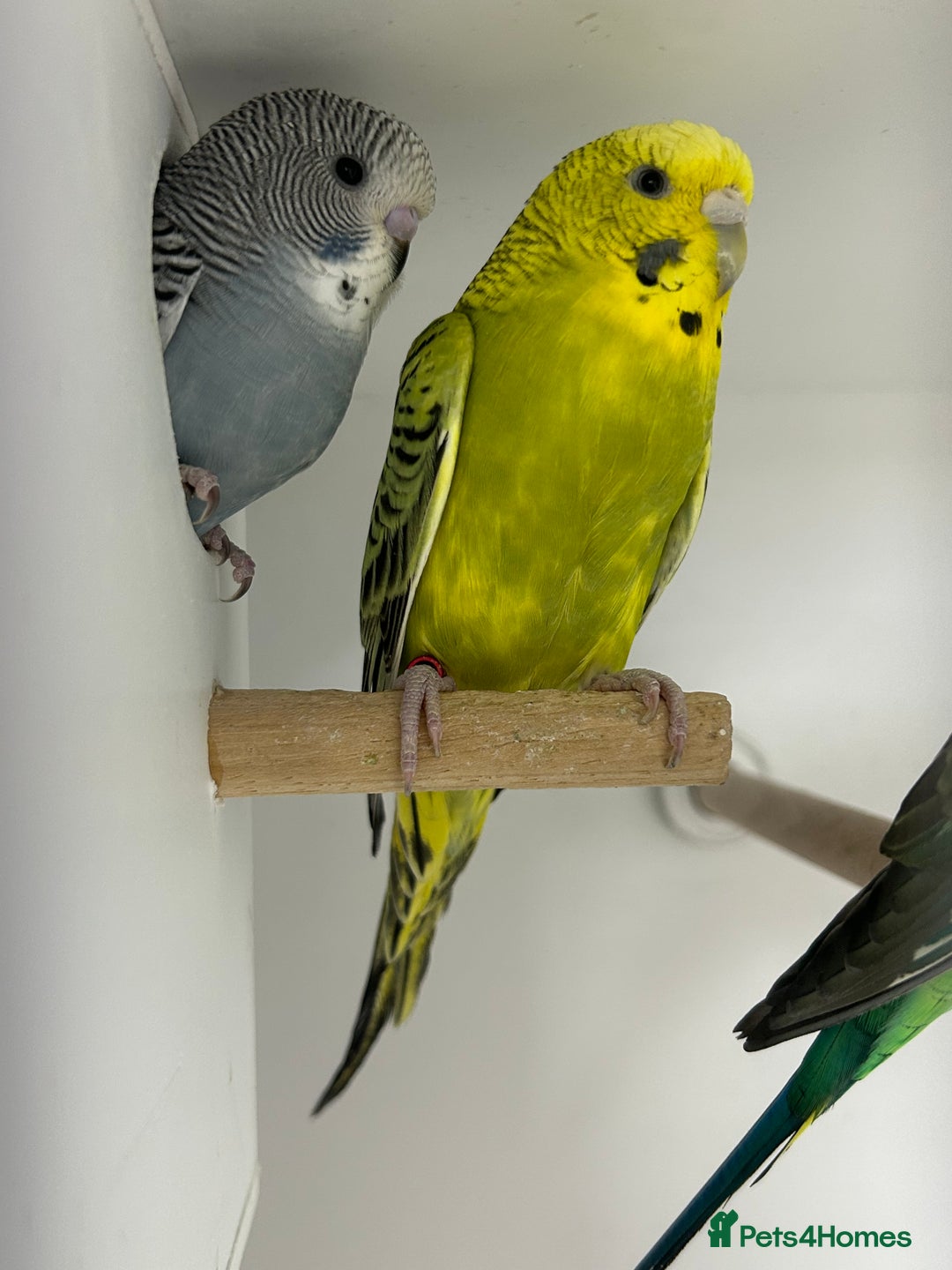 Budgerigars birds for sale: Budgerigars for sale mixed ages mixed genders - Image 3