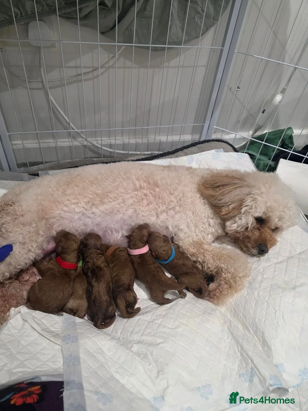 Toy Poodle dogs for stud: Gucci toy poodle - Advert 2
