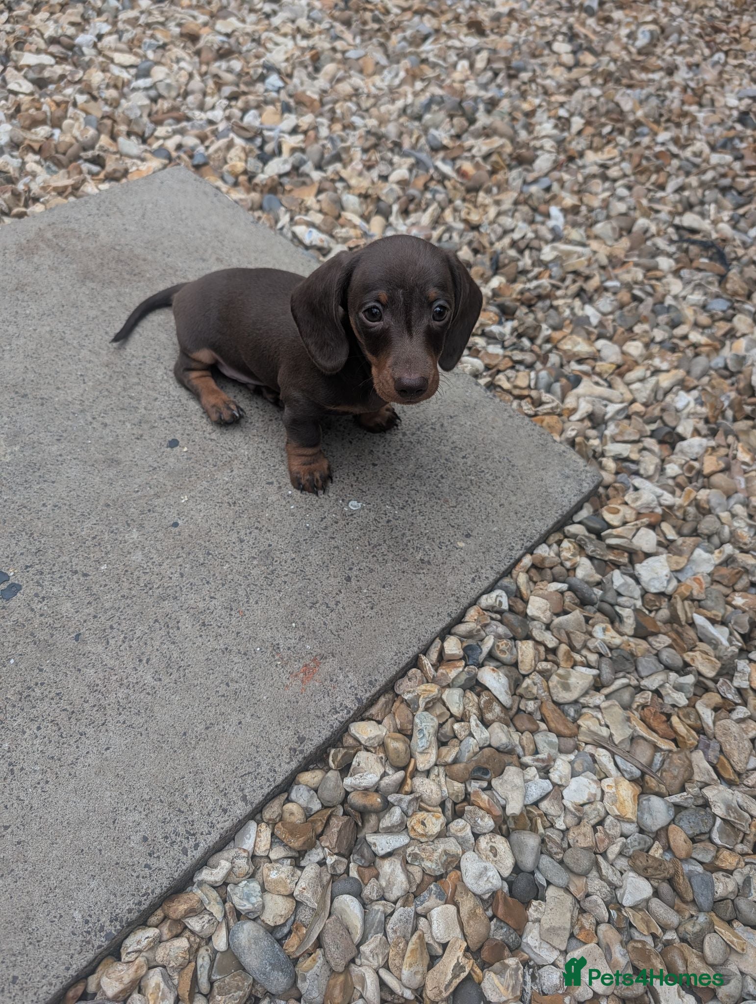 Dachshund dogs Miniature Dachshund  - Advert 9