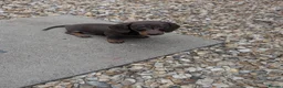 Dachshund dogs for sale: Miniature Dachshund  - Advert 3