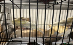 Canaries birds for sale: Mixed canaries - Image 4