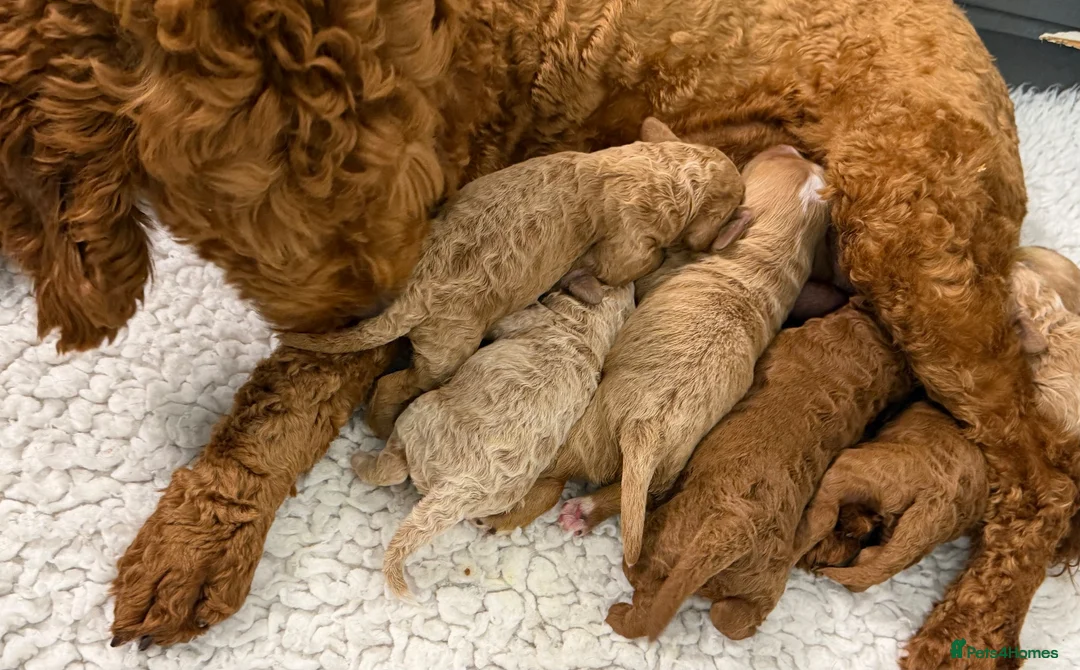 Goldendoodle dogs for sale: Stunning Goldendoodle Puppies  in Driffield - Advert 6