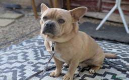 Mixed Breed dogs for sale: 9 months old playful french bulldog mix - Image 1