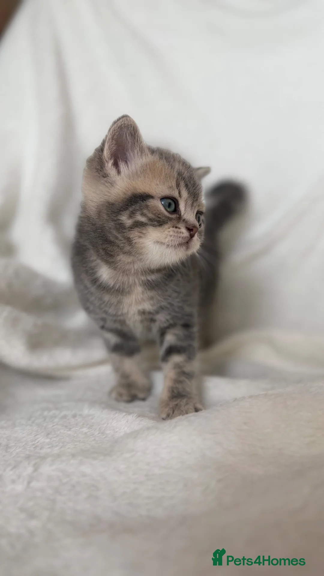 Scottish Fold cats for sale: Scottish straight boy available  - Advert 2