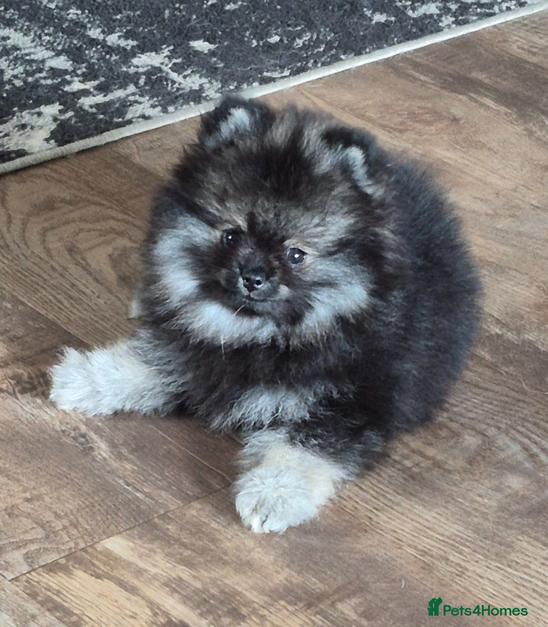 Pomeranian dogs Gorgeous Pomeranian  - Advert 10