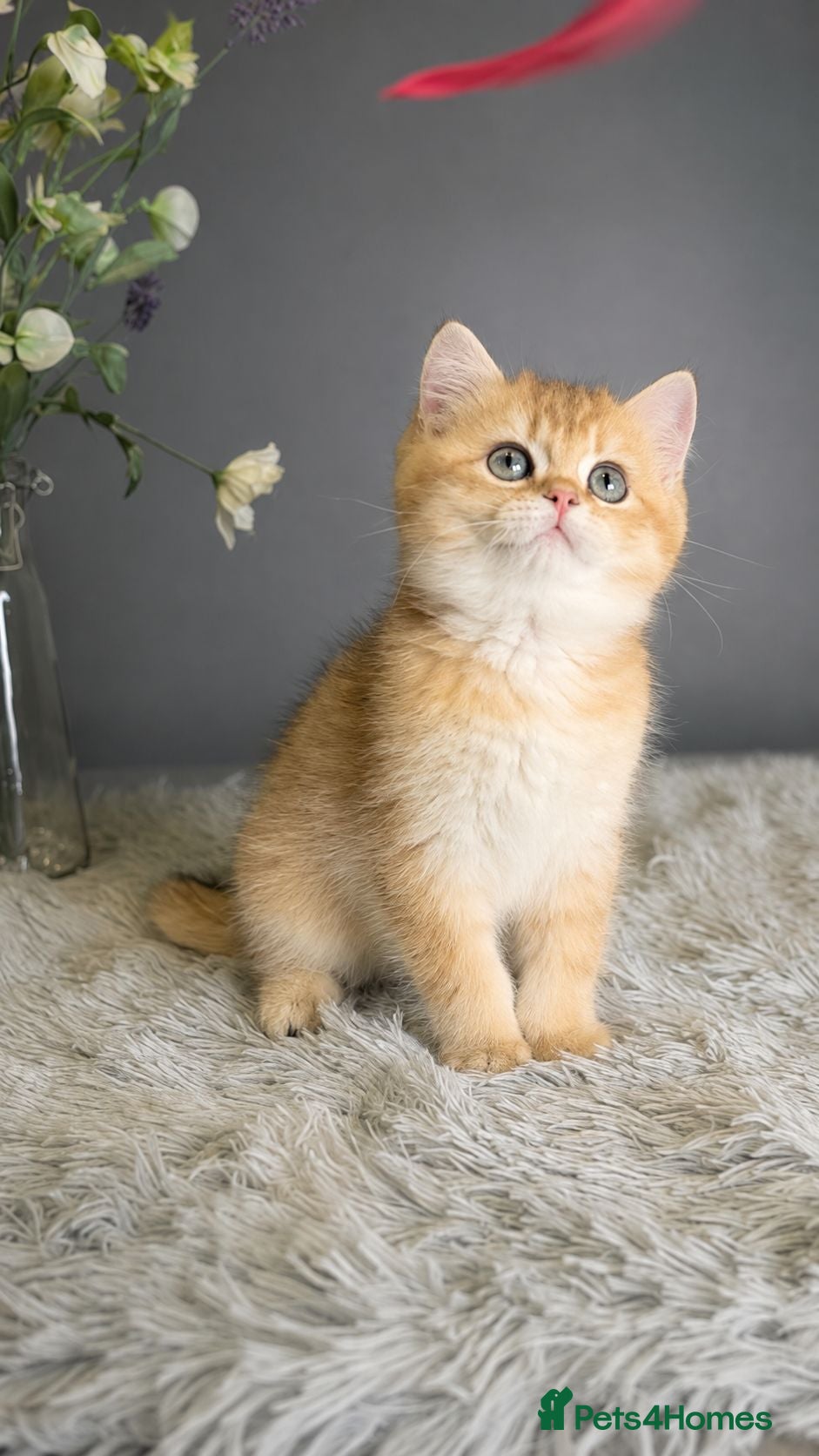 British Shorthair cats Exceptional GCCF Golden British Shorthair Kittens - Advert 2