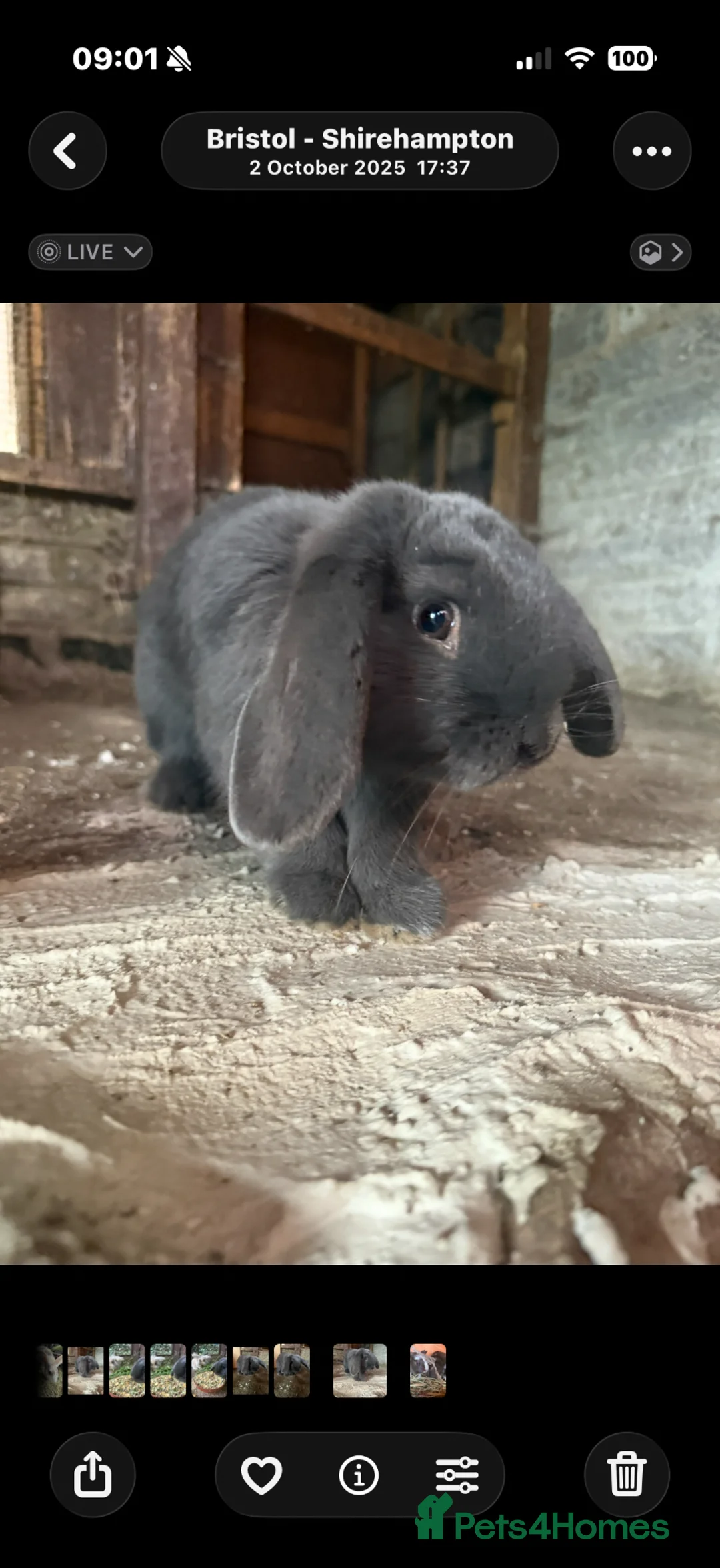 Mixed Breed rabbits for sale: Rabbit  in Bristol - Advert 1