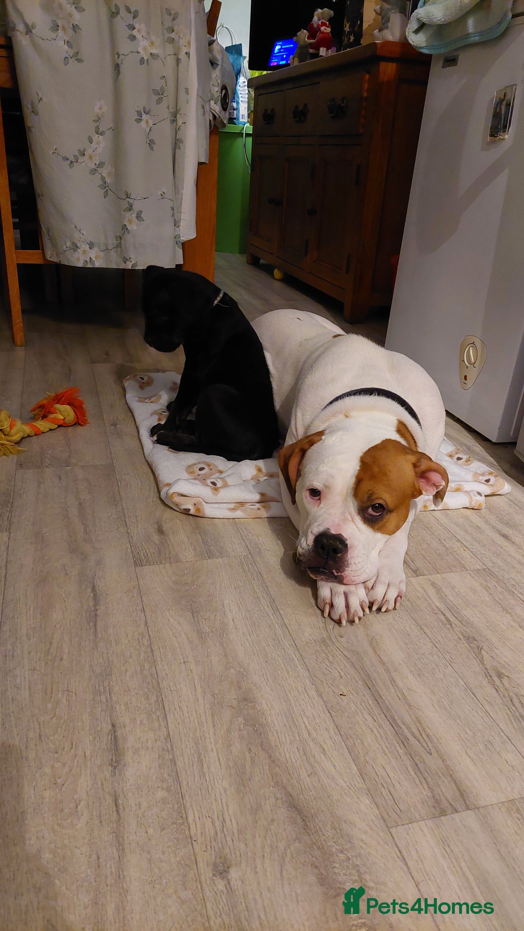 Mixed Breed dogs for sale: Cane Corso cross American bulldog puppy - Advert 2