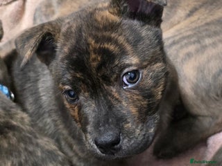 Mixed Breed dogs Chaffy puppies Chow x Staffy - Advert 18