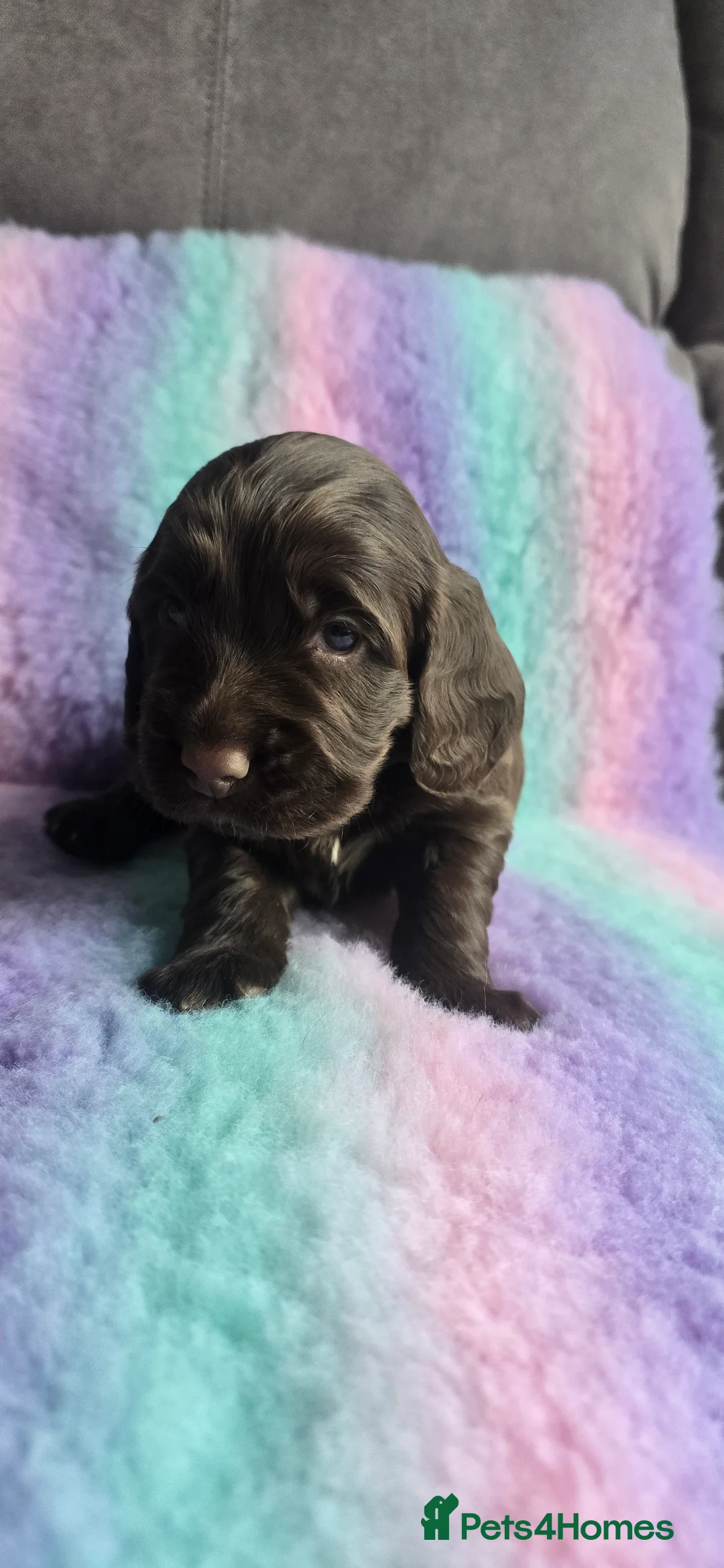 Cocker Spaniel dogs for sale:  4 x MALE Cocker Spaniel puppies  - Advert 7