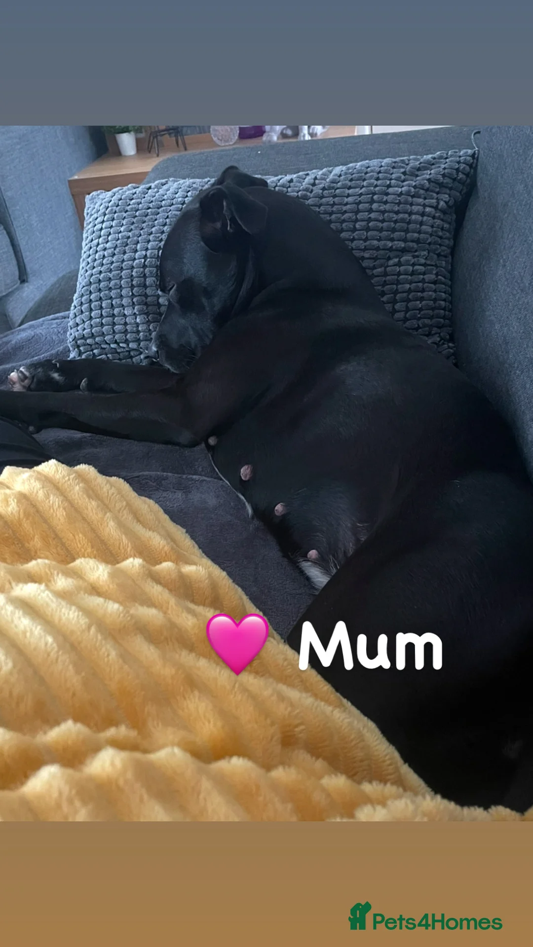 Staffordshire Bull Terrier dogs for sale: Staffordshire Bull Terrier Pups 💙🩷 - Advert 7