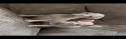 French Bulldog dogs for sale: French bulldog pink puppies for sale  - Advert 7