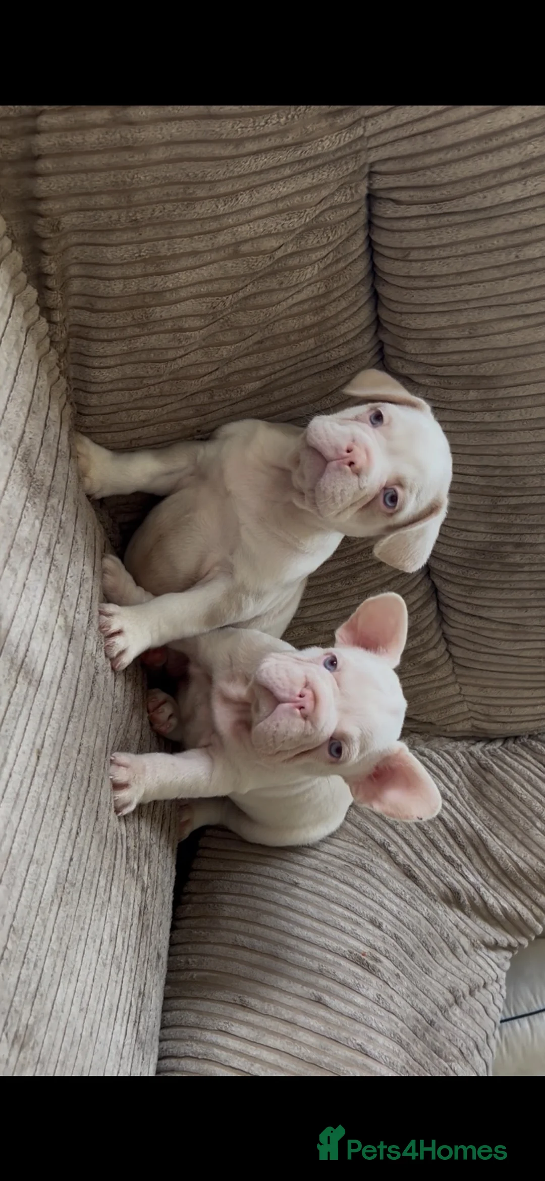 French Bulldog dogs for sale: French bulldog pink puppies for sale  - Advert 7
