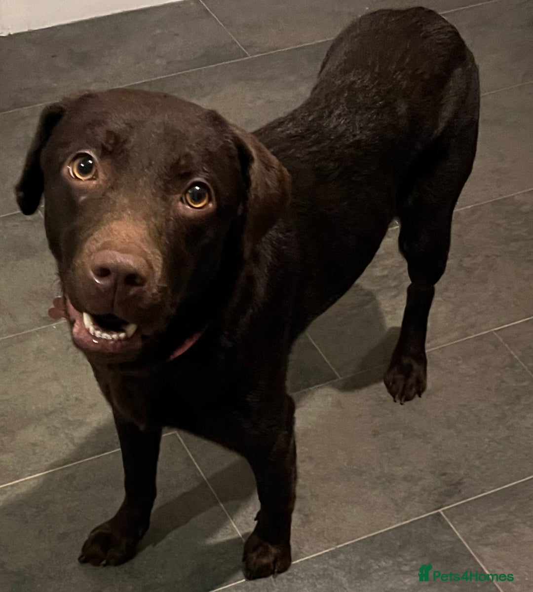 Labrador Retriever dogs for sale: Gorgeous chocolate female  - Advert 6
