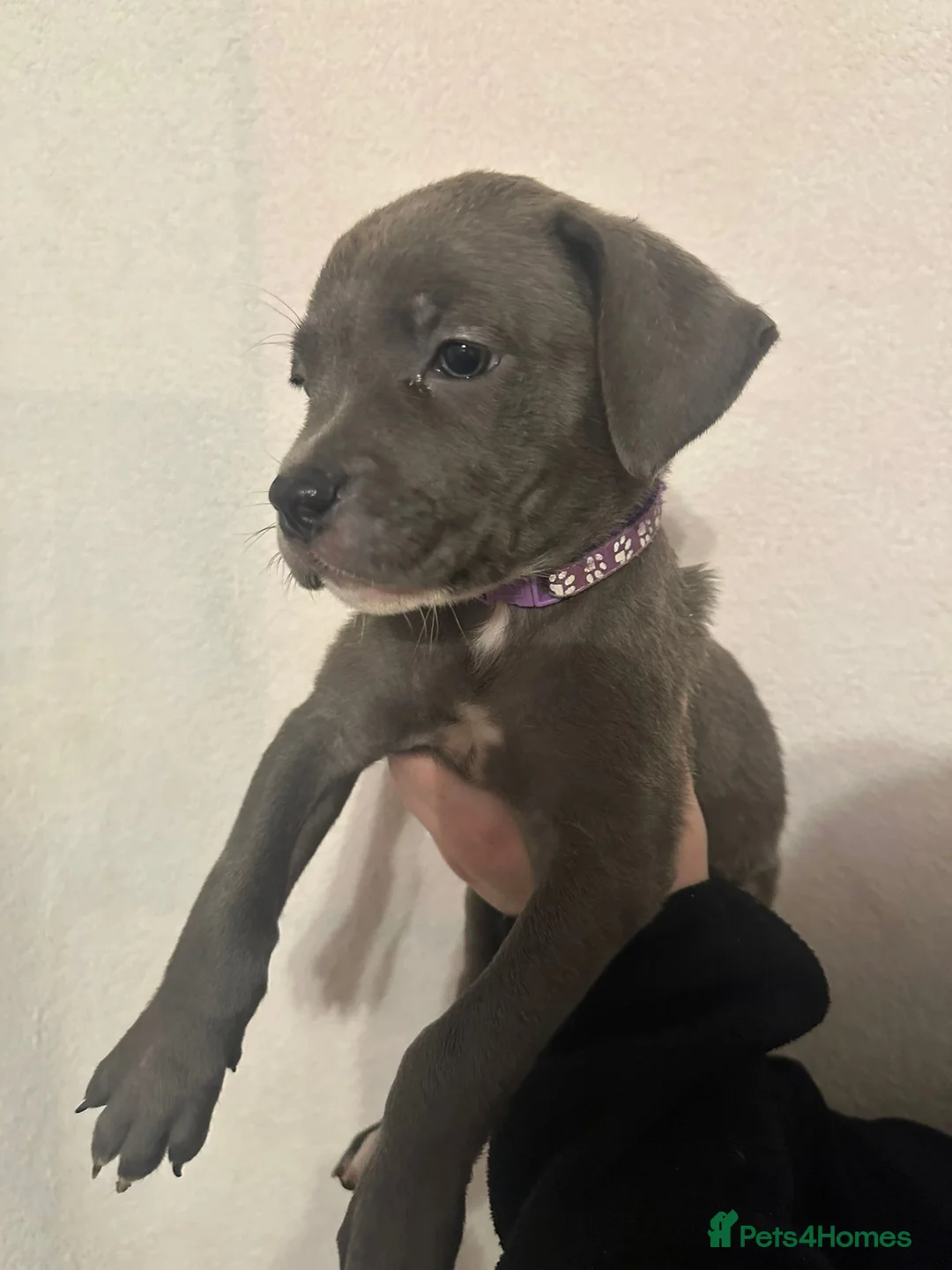 Mixed Breed dogs for sale: Cane corso x Alpha blueblood bull dog - Advert 10