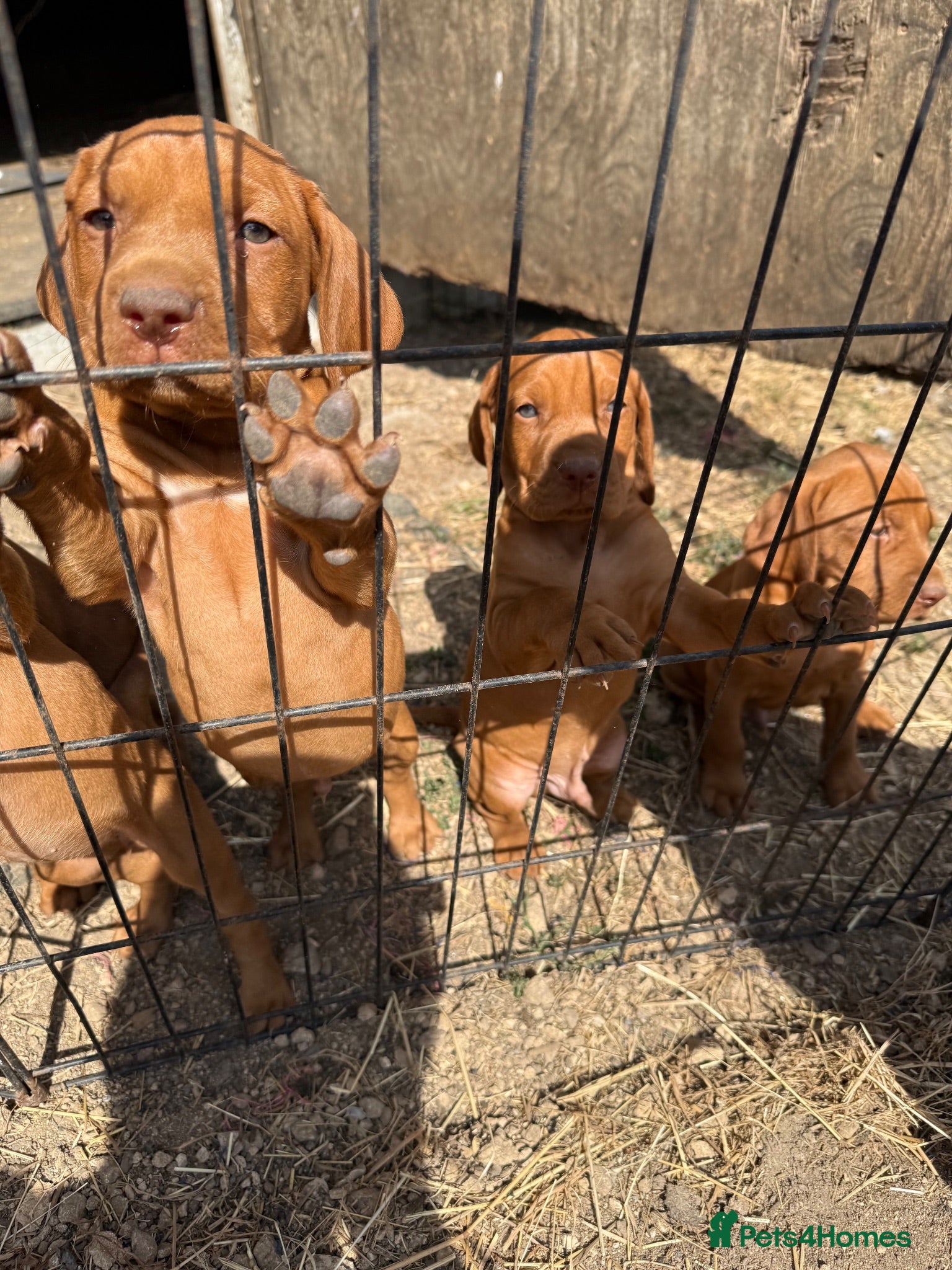 Hungarian Vizsla dogs Very friendly puppies  - Advert 2