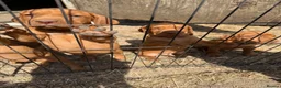 Hungarian Vizsla dogs for sale: Very friendly puppies  in Stroud - Advert 2