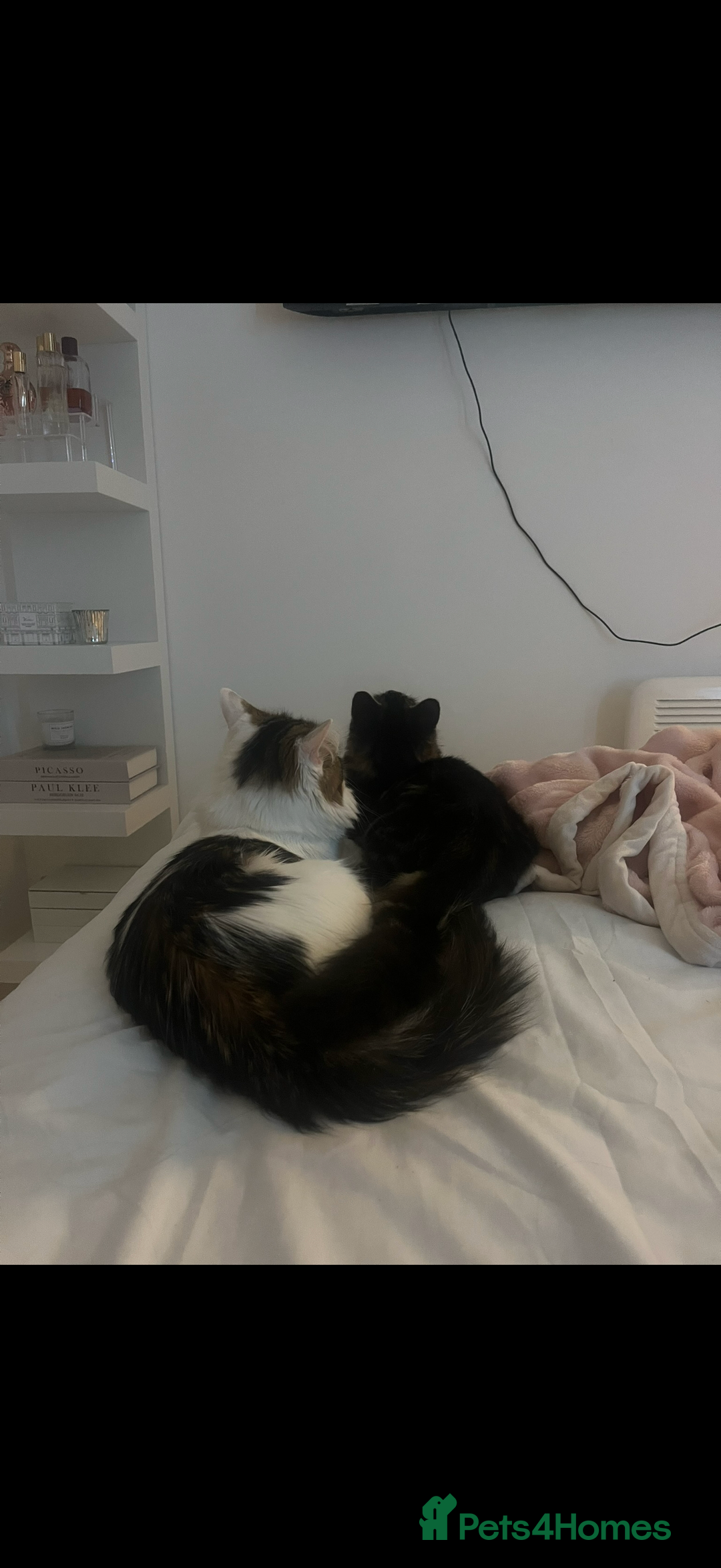 Mixed Breed cats for sale: Luna and Franky  - Advert 2