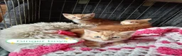 Mixed Breed cats for sale: Ginger kittens 3 girls 3 boys - Advert 4