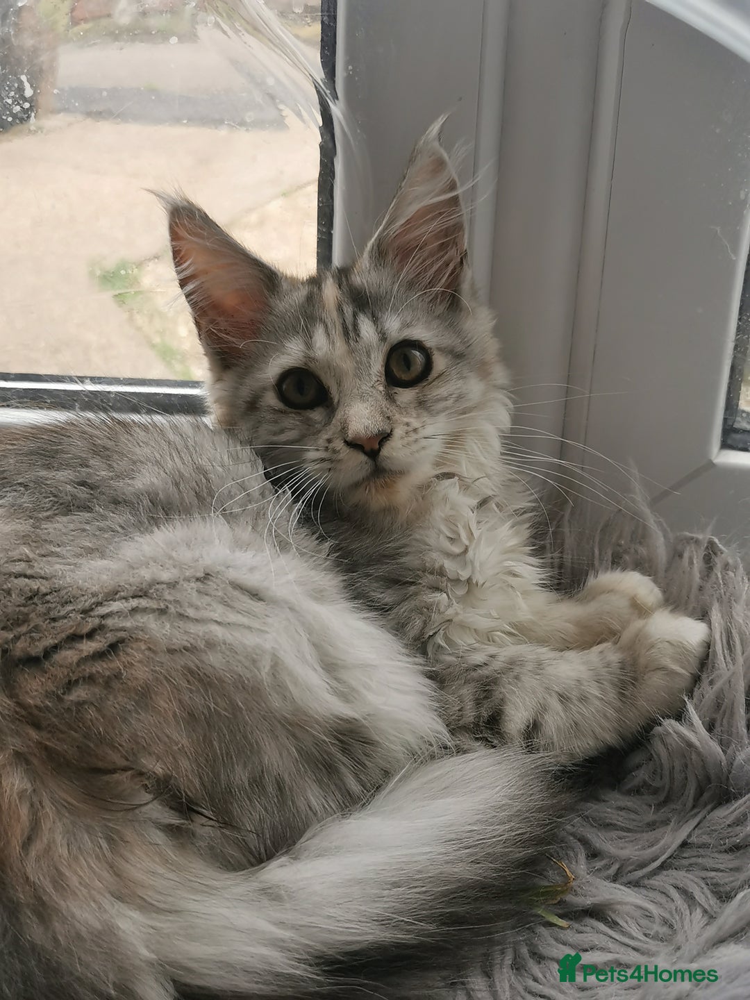 Maine Coon cats for sale: Full pedigree maine coon kittens for sale - Image 15