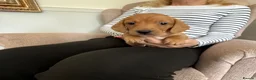 Miniature Dachshund dogs for sale: Beautiful short haired miniature dachshunds in Stansted - Advert 3
