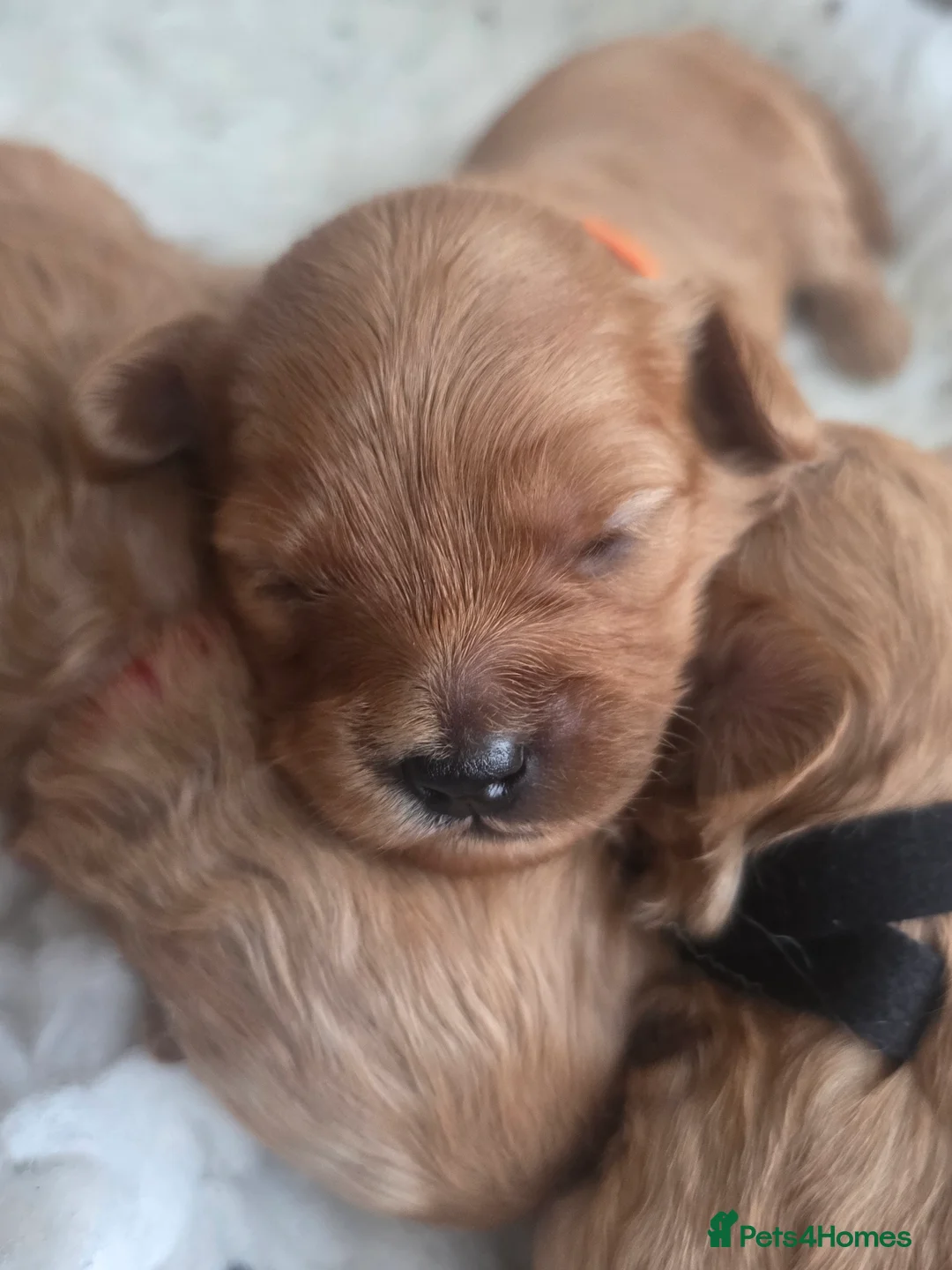 Cavapoo dogs for sale: F1B Toy Cavapoo Puppies - Advert 19