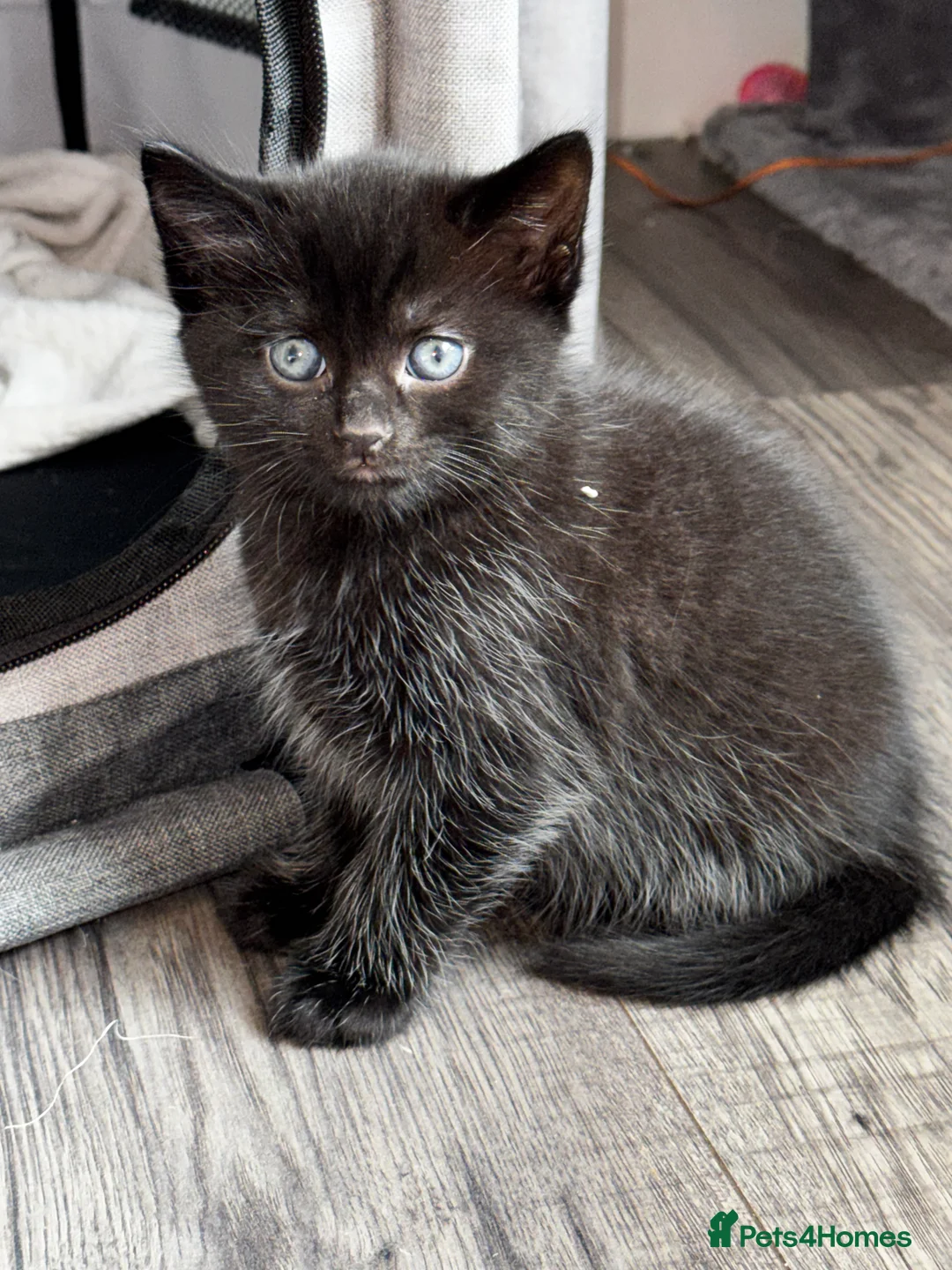 Mixed Breed cats for sale: Beautiful kittens  - Advert 3