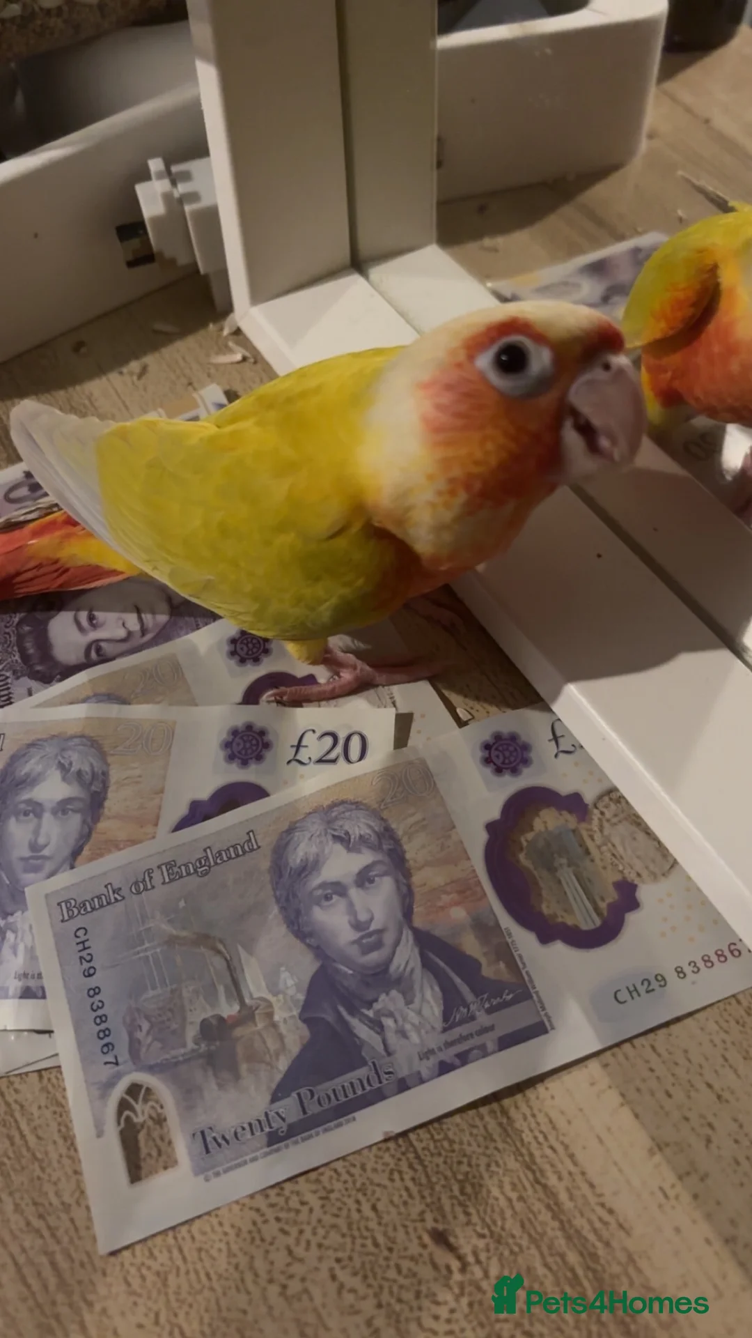 Conures birds for sale: SUN CHEEK CONURE (❗️NEEDS TO BE SOLD ASAP) in London - Advert 2