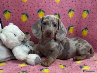 Miniature Dachshund dogs Quality miniature dachshunds ready now 🏡🔥 - Advert 14
