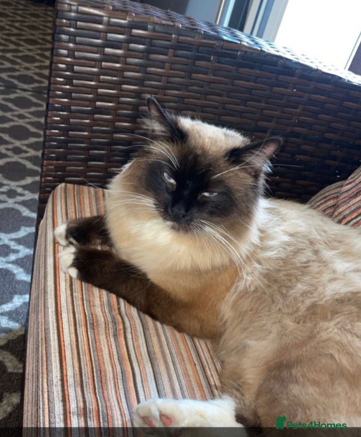 Ragdoll cats Ragdoll Kittens, ready to leave at 8 weeks  - Advert 1