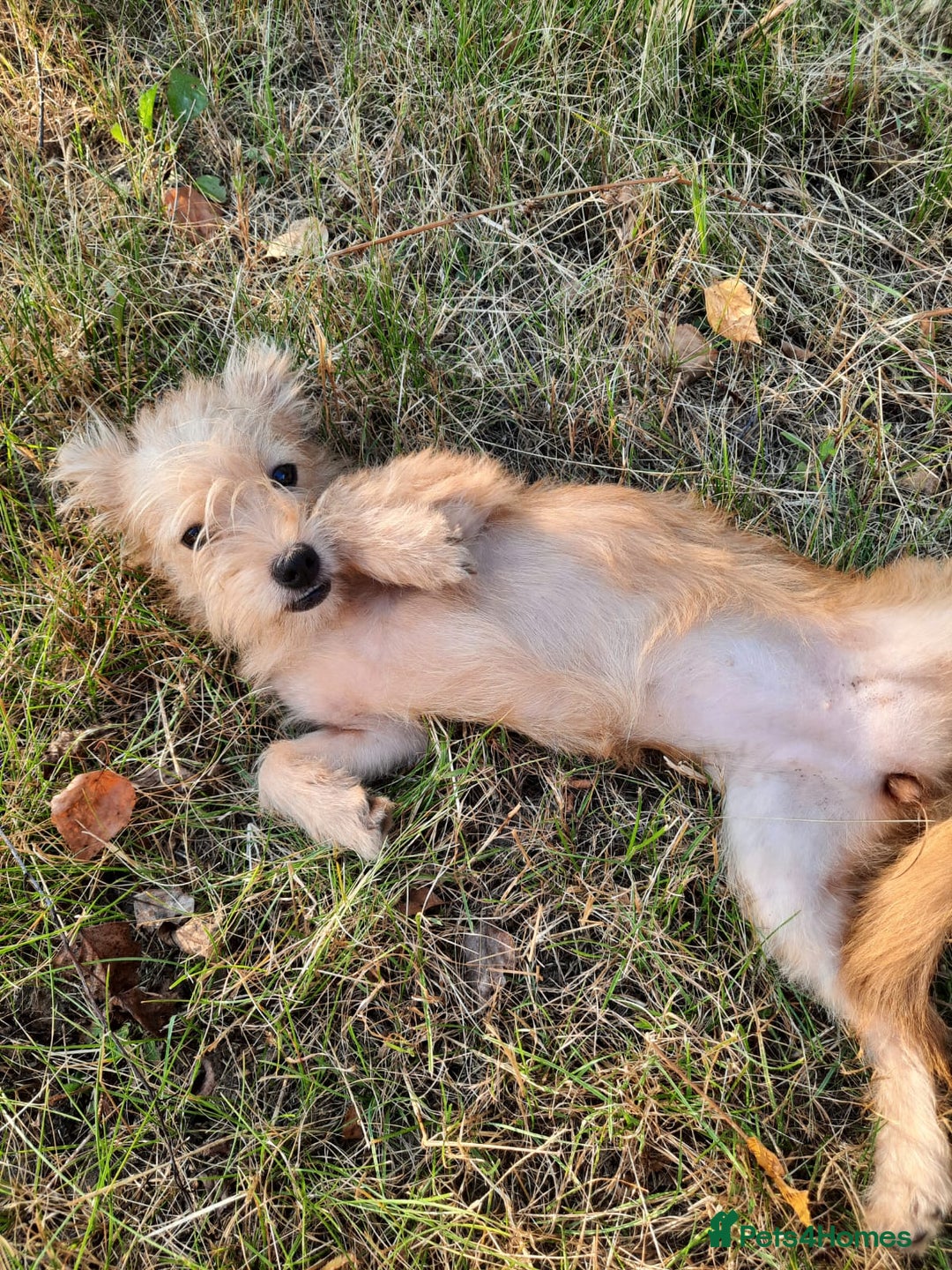 Mixed Breed dogs for adoption: 💖🐶 NIKOLETTA 🐶💖 - Image 9