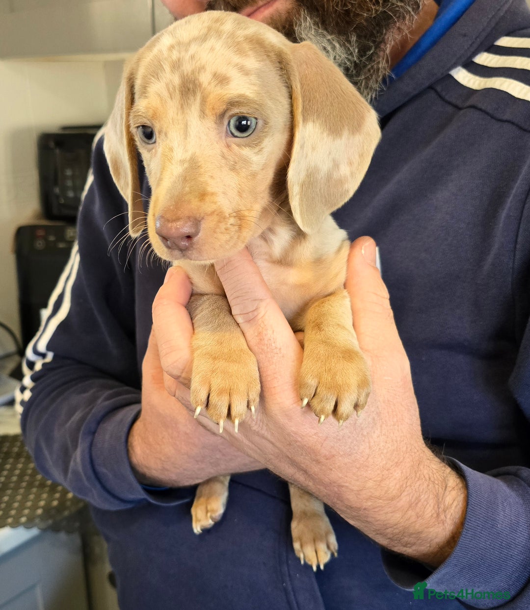 Dachshund dogs for sale: 4 beautiful dachshund boy puppies  - Advert 5