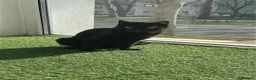 Mixed Breed cats for adoption: Vampirina for adoption - Advert 2