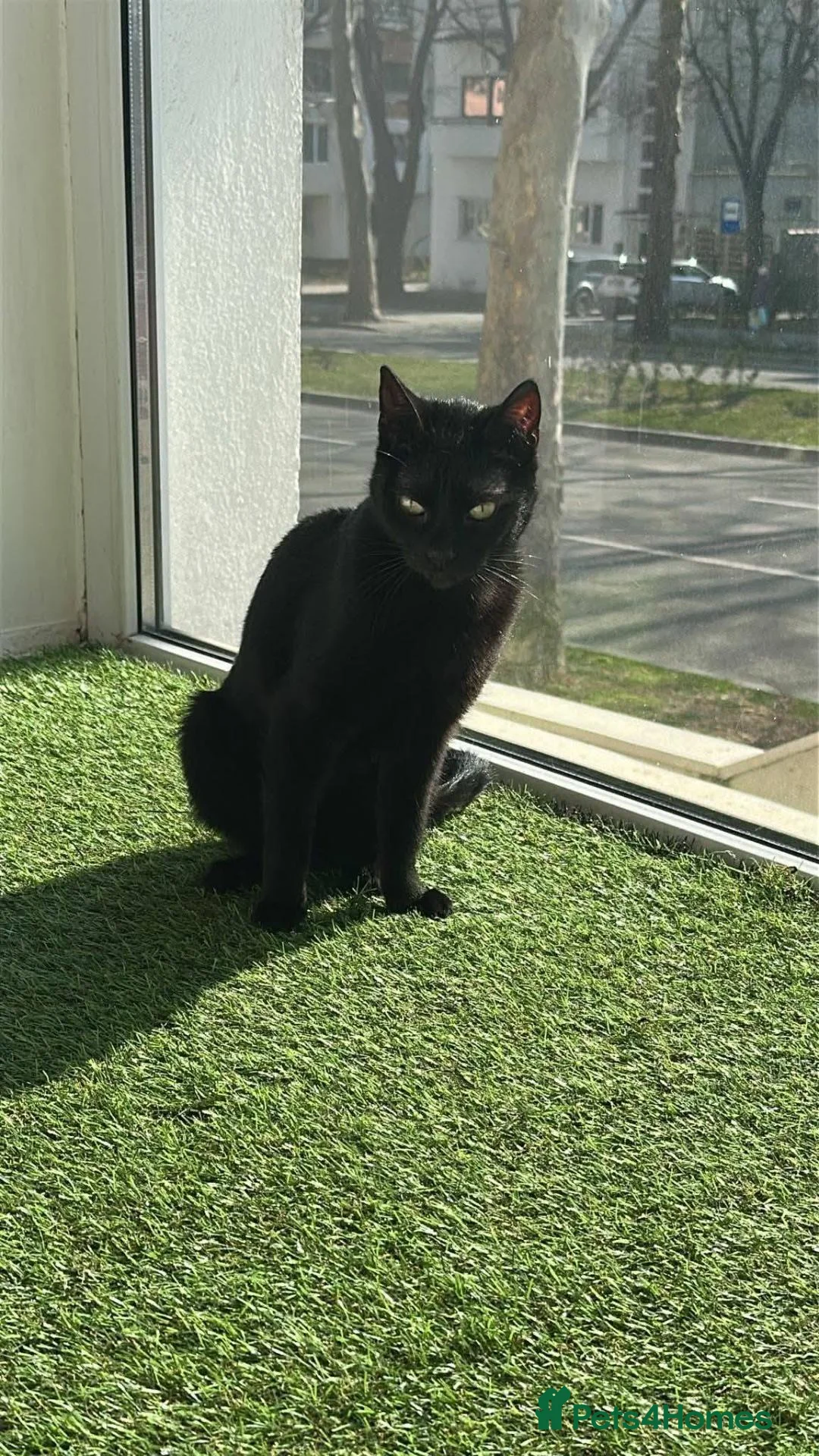 Mixed Breed cats for adoption: Vampirina for adoption - Advert 2