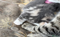 Egyptian Mau cats for sale: Egyptian mau x - Image 2