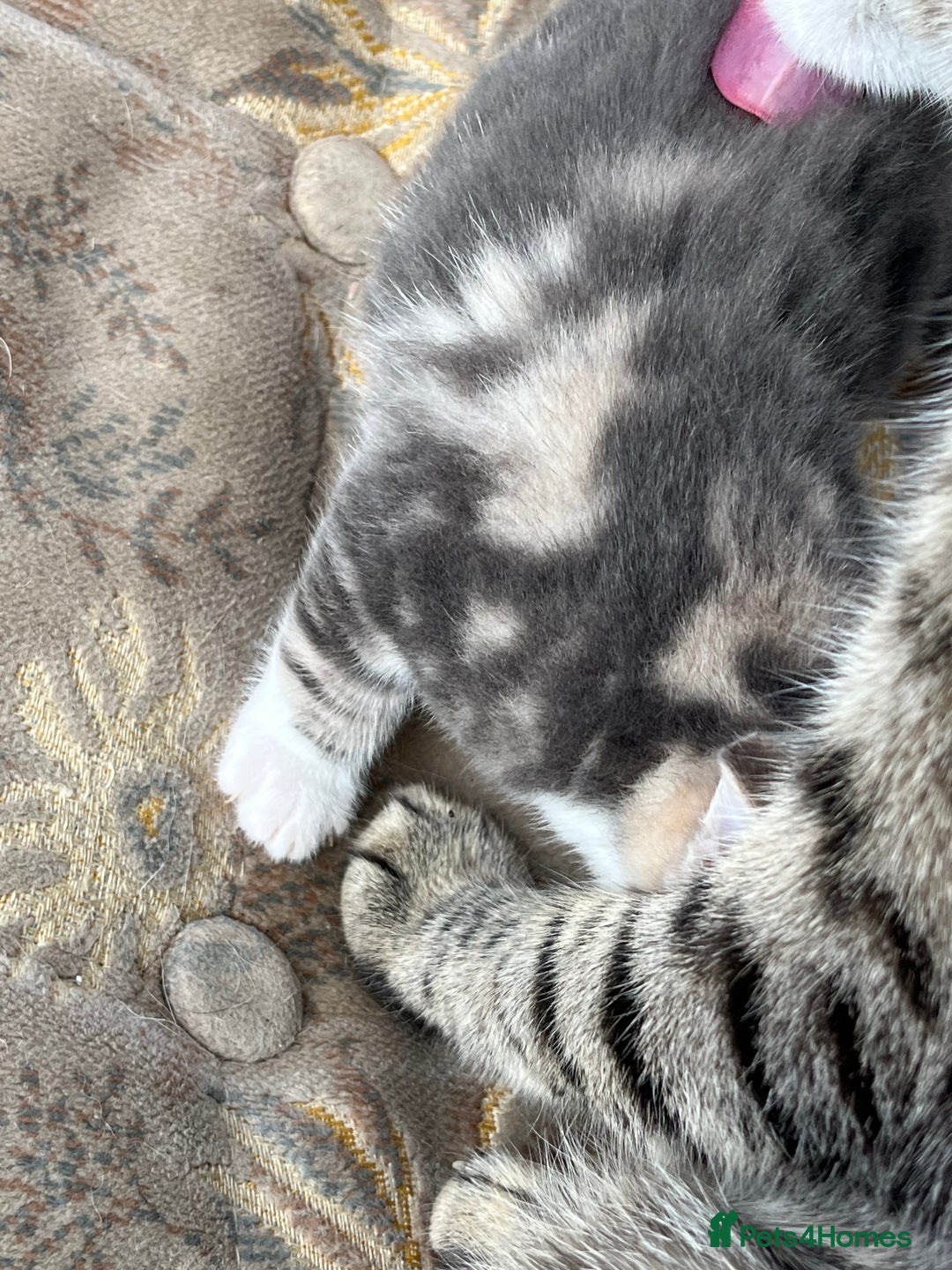 Egyptian Mau cats for sale: Egyptian mau x - Image 2