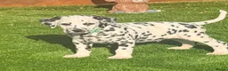 Dalmatian dogs for sale: JUST 3 BOYS LEFT READY THIS WEEK  - Advert 6
