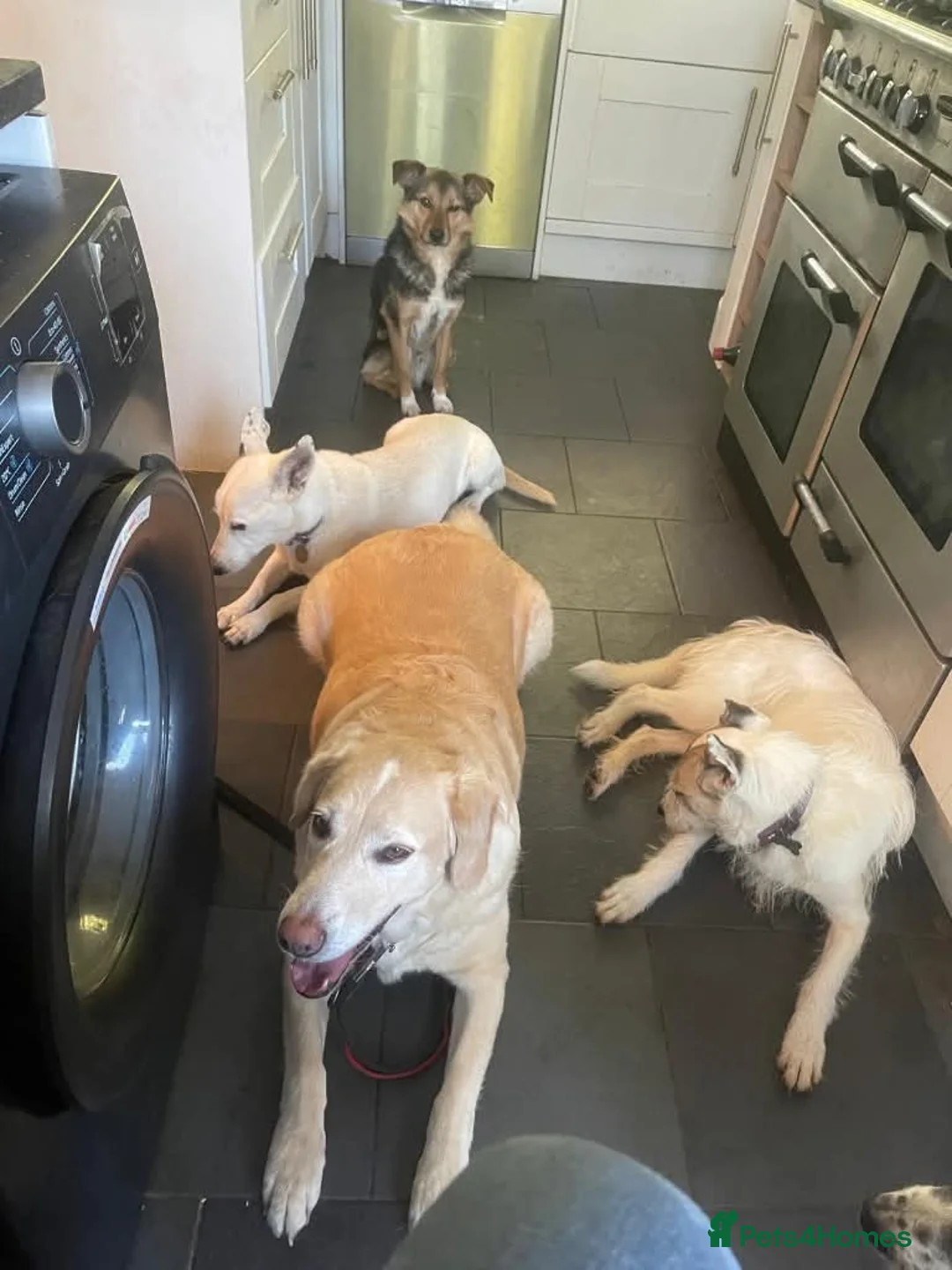 Mixed Breed dogs for adoption: Meet Honey,  currently residing in Guilford  in Guildford - Advert 8