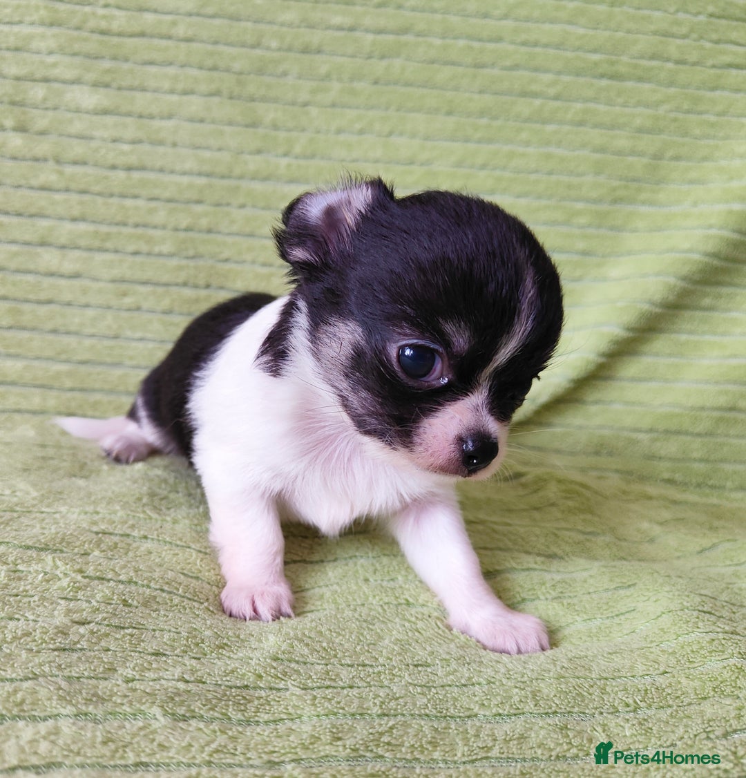 Chihuahua dogs for sale: Amazing Quality Long Coat Chihuahua puppies - Image 27