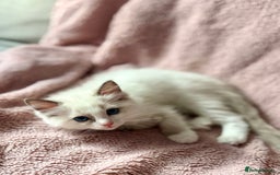 Ragdoll cats for sale: Beautiful Ragdoll cats  - Image 6